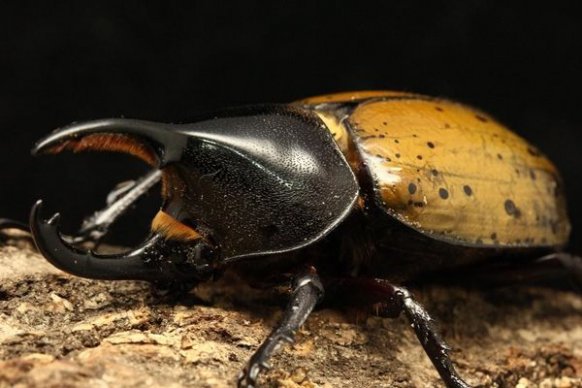 獨角仙吃什么,獨角仙是益蟲還是害蟲