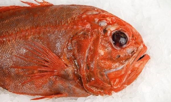 長壽魚是什么魚 食用禁忌 長壽魚多少錢一斤