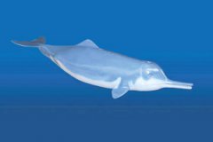 白鰭豚用什么呼吸的，白鰭豚是哺乳動物嗎