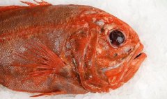 長壽魚是什么魚 食用禁忌 長壽魚多少錢一斤