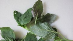 玉谷葉是什么植物，玉谷葉能涼拌吃嗎