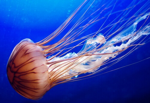 燈塔水母為什么會永生 有毒嗎 能吃嗎