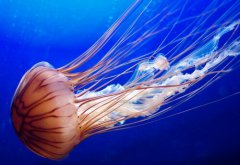 燈塔水母為什么會永生 有毒嗎 能吃嗎