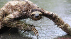 水猴子是什么動物