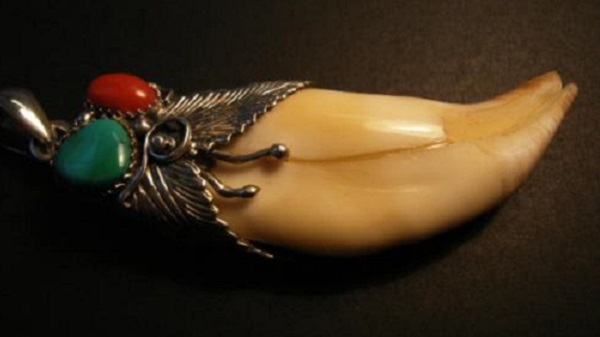 佩戴熊牙的禁忌 可以通過安檢嗎 野生熊牙多少錢