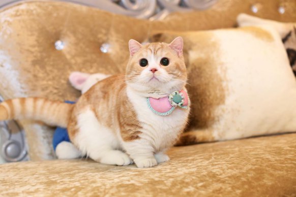 米努特和曼基康的區(qū)別 多少錢一只 和布偶貓哪個更貴