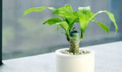 巴西木擺放禁忌 開花后就會死掉 是幸運木嗎