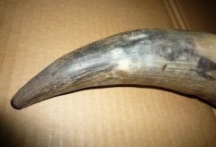 射天角是什么動物的角 價格貴嗎 屬于違禁物品嗎