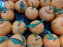 葩葩柑與丑橘的區別 又叫什么 是哪里產的