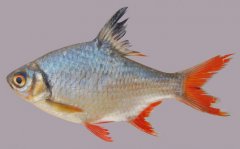 泰國(guó)鯽為什么很少人養(yǎng) 多少錢一條 和飛鳳魚(yú)的區(qū)別