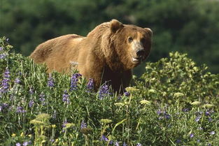 科迪亞克島棕熊和北極熊哪個體型大