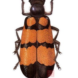 老虎斑魚有毒素嗎