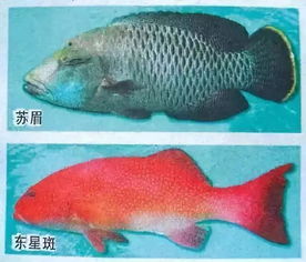 老虎斑魚有毒素嗎