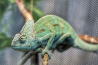 高冠變色龍可以養在雨林缸里嗎