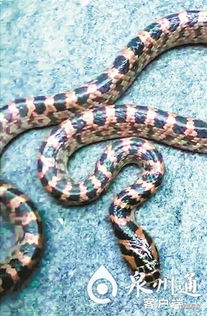 高冠變色龍可以養在雨林缸里嗎