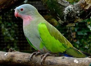 鸚鵡綠金頂是什么品種