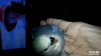 鸚鵡綠金頂是什么品種