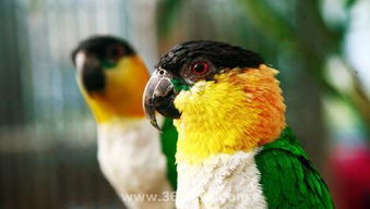 黑頭凱克鸚鵡會說話嗎