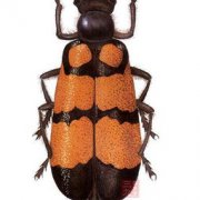 老虎斑魚有毒素嗎