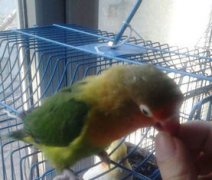 鸚鵡綠金頂是什么品種