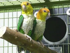 黑頭凱克鸚鵡會說話嗎