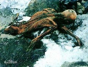 埃及有木乃伊嗎