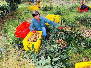 澳大利亞打工一年多少錢