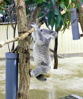 澳大利亞的國樹是什么樹