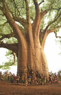 澳大利亞的國樹是什么樹