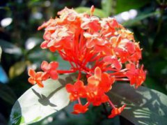 阿根廷的國花是什么花