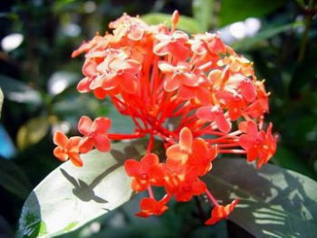 阿根廷的國花是什么花