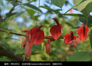 阿根廷的國花是什么花