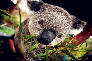 考拉是什么動物的別稱