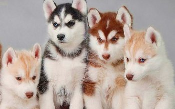 考拉是什么動物的別稱