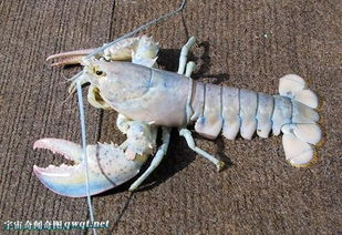 馬恩島是哪個國家