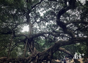 嘉義市屬于哪個省