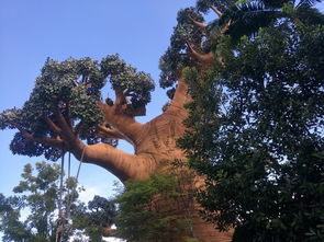 新加坡夏天最高多少度