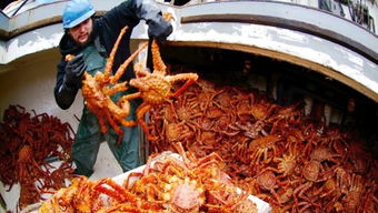 智利帝王蟹多少錢一斤