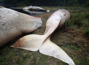 智利語(yǔ)言是什么