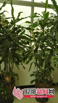 巴西鐵樹開花的寓意