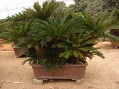 巴西鐵樹開花的寓意