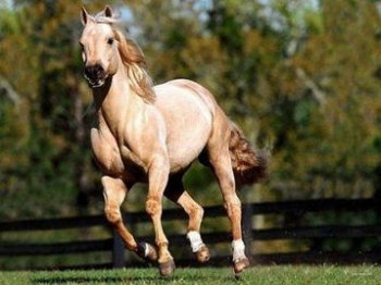 英國的動物國寶是什么