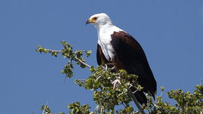 英國的動物國寶是什么