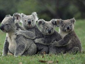 英國的動物國寶是什么