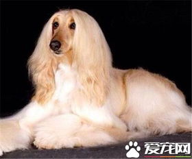 阿富汗獵犬多少錢一只