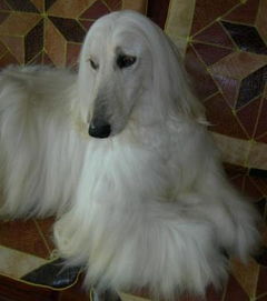 阿富汗獵犬多少錢一只