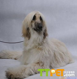 阿富汗獵犬多少錢一只