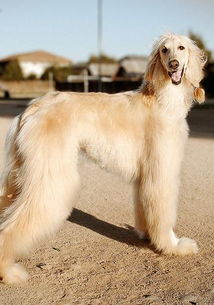 阿富汗獵犬多少錢一只