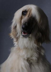 阿富汗獵犬多少錢一只