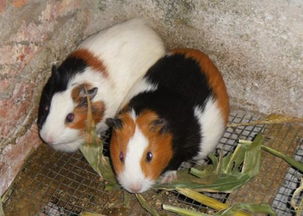 荷蘭豬能不能吃